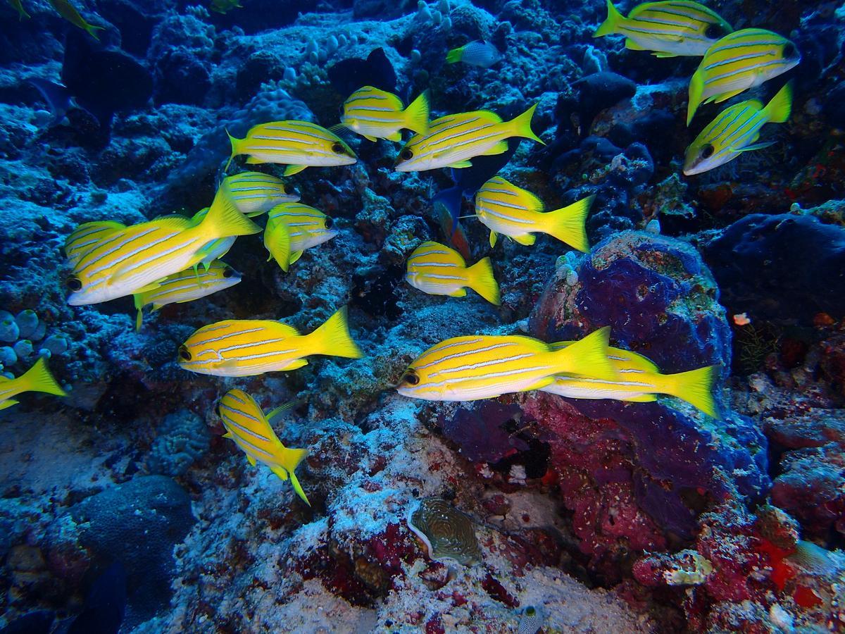 Hotel Equa Reef Maldives Addu City Exterior foto